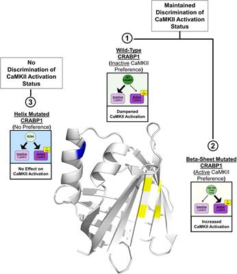 Molecular basis for cellular retinoic acid-binding protein 1 in modulating CaMKII activation